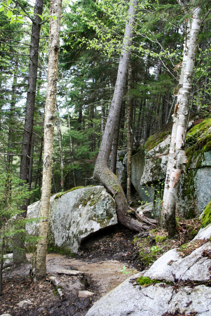 Tree growing up and over a boulder.
 Sentier des Escarpments  
Mont Megantic 