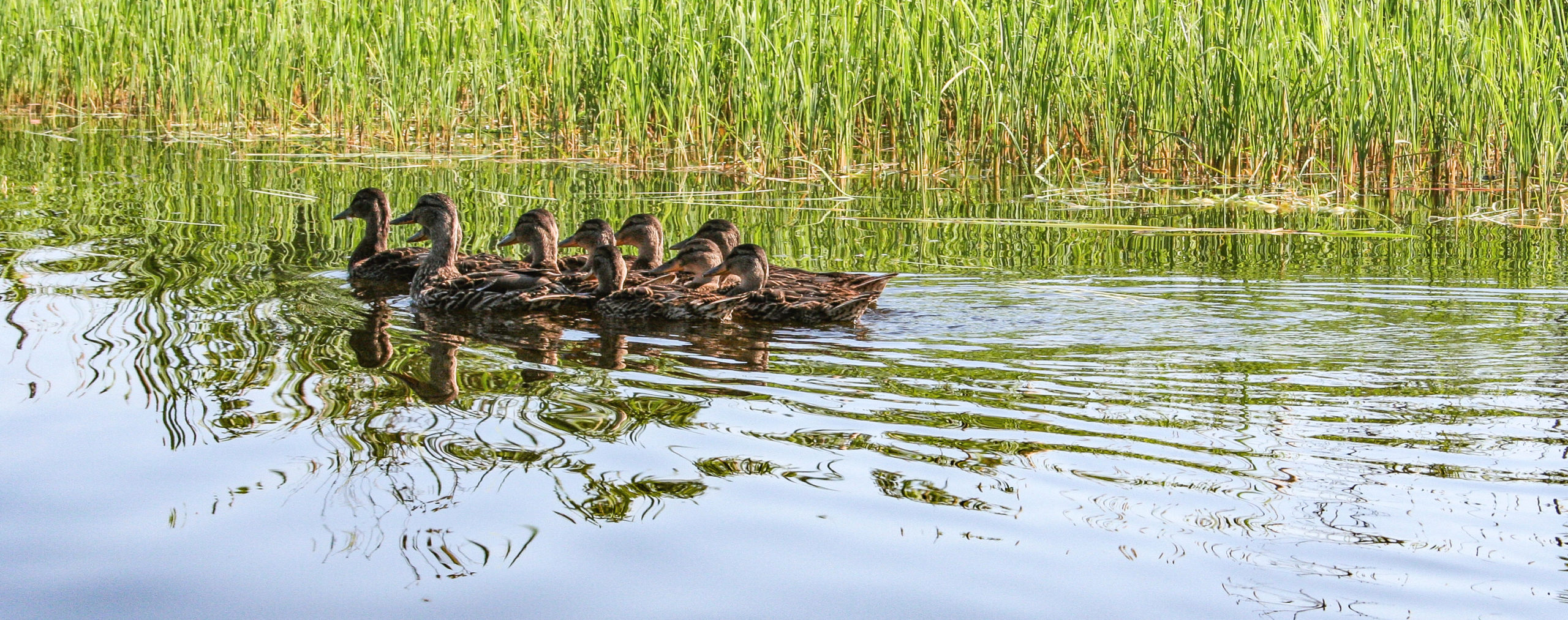 Mottled Ducks Réserve naturelle Quilliams-Durrell